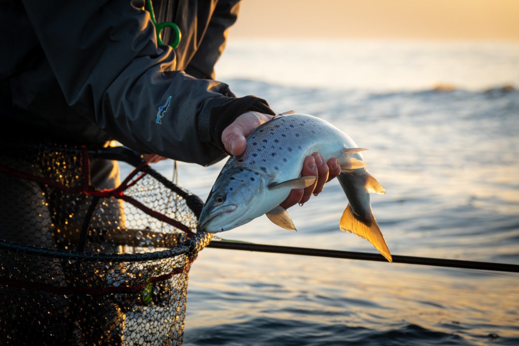 Gotland Sea trout fishing 