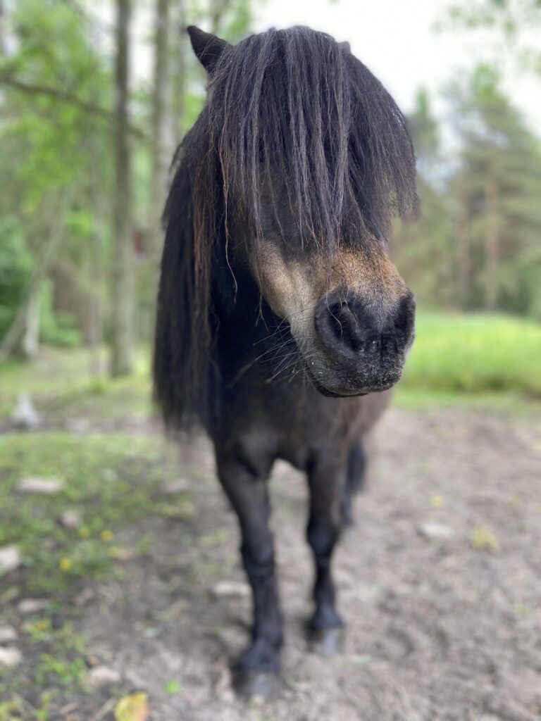 Ponnyridning för barn på Gangvidefarm i När, Gotland
